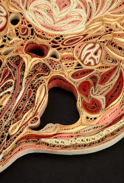 geneticist:  Artist Lisa Nilsson constructed various cross sections of the human body using only pieces of rolled paper. Click to zoom in on each picture and be amazed. 