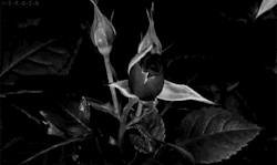 fakudinozaur:  trippy black roses e__è 