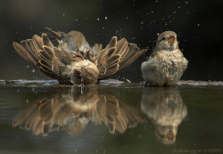 cactusrabbit:  fat-birds:  Sparrows by Zoltán Győri on Flickr.