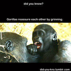 did-you-kno:  Gorillas bare their teeth in a playful “grin”