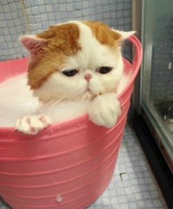 shucreamkitty:  crusnik-o2:  toptumbles:  I have to take a bath?