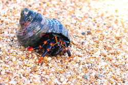 animals-animals-animals:  Elegant Hermit Crab (by carla kishinami)