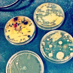 Grew some Bacteria and Mold on TSA/SAB haha yummy.  (Taken with