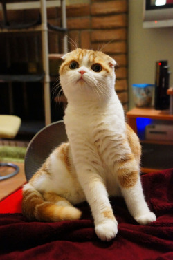 waffles-the-cat:  What’s going on? I want to know! 