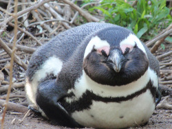 fat-animals:  A penguin that is fat. 