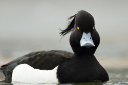 fairy-wren:  tufted duck (photo by ryan askren)  All I see is