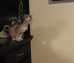 demon-of-the-fall:  jhenriangel:  thefrogman:  Cats are so graceful.