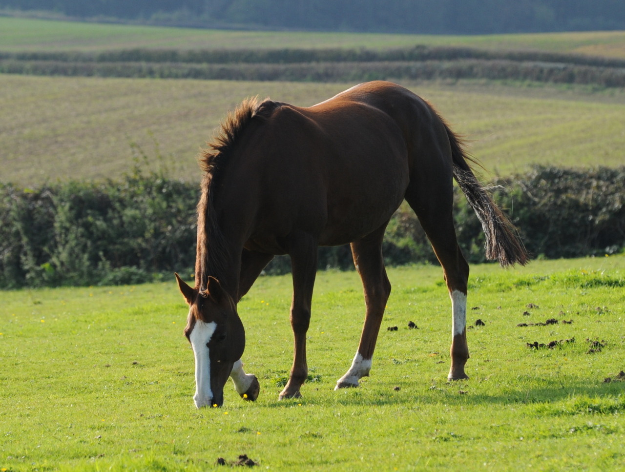 <p>I have heard that Patches (Oakways Patchwork Girl) has had her premium status been officially acknowledged by the Arab Horse Society. </p>