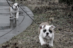 English Bulldog Love