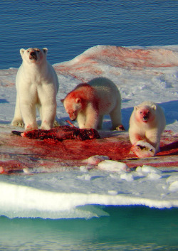 rosiequartz:  I thought they only drank coca cola   Haha