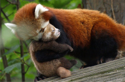 llbwwb:  Red Panda learns how to lift and carry her Baby:) via:cuteoverload.
