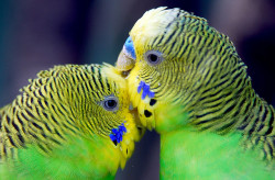 adorablebipolar:  birds-birds-birds:  Parrot kiss by floridapfe