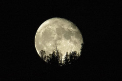 theviennatestament:  Rising Moon in Foresta (by krobbie) 