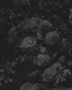 aliciahannahnaomi:  Dark florals. 