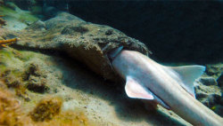 mothernaturenetwork:  Shark-eat-shark photo catches rare marine