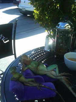 grapefruitfromfrance:  izkyoot:  pet geckos lounching at the