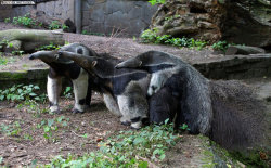 shiverz:  Anteater family~! 