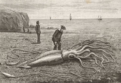 inhumanoid:  A dead giant squid washed ashore in Fortune Bay,