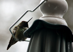 Hummingbird in the rain (by jnjmoreno)