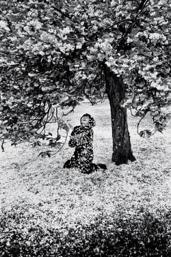 Parc de Sceaux, Cerisiers Japonais photo by Édouard Boubat,