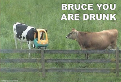 muddymudkip:  Bruce is drunk.