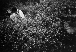  Eikoh HosoeKamaitachi #23 gelatin silver print 1965   Suehiro