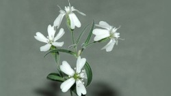 freckles04:  8bitfuture:  30,000 year old flower revived. Scientists