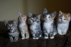 bleachlists:  I dub this: “Kittens watching a movie.” (from