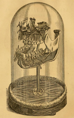 laurenjenae:  “ Maxilla and Mandible, exhibiting Nerve and