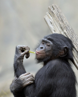 sdzoo:  Behold the winning photo of our Absolutely Apes photo