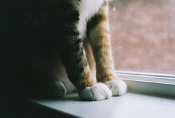 dead-winter:  (by Lauren Bost) 