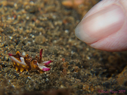 octomedic:  sonorensis:  Flamboyant Cuttlefish  (Thanks, Val, for pointing this out. It’s so cuuuute!)  IT’S. SO. TINY.