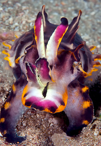 octomedic:  sonorensis:  Flamboyant Cuttlefish  (Thanks, Val, for pointing this out. It’s so cuuuute!)  IT’S. SO. TINY.