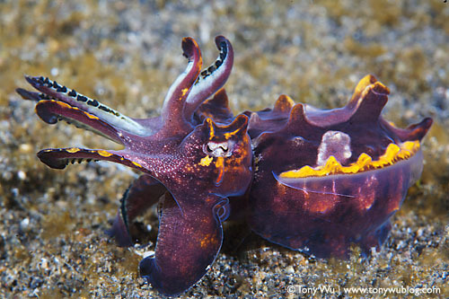 octomedic:  sonorensis:  Flamboyant Cuttlefish  (Thanks, Val, for pointing this out. It’s so cuuuute!)  IT’S. SO. TINY.