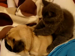 pleatedjeans:  massage cats. 
