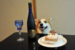 lookatthisfuckingcorgi:  This corgi is very excited about drinking