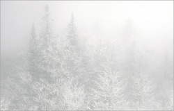 splash-of-my-colors:  Sandia Crest / snow covered trees / nature