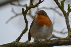 here, have a robin i took a picture of bitches love robins.