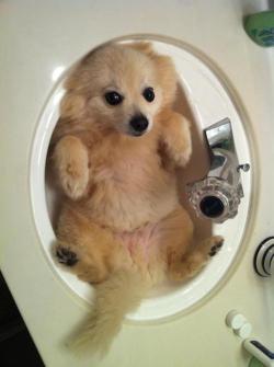 llbwwb:  Puppy Bath,Todays Cuteness :) via:cutestuff.For the