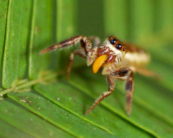 animalplanet:   “Surreal” Vegetarian Spider Found — A First
