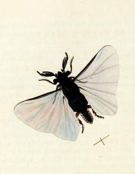 One of my guilty pleasure blogs:   biomedicalephemera:  Hyperparasitism: Parasites that are parasitic to parasites! The wonderful world of entomology - parasites within parasitoids all over the place! Though parasites are found throughout the natural