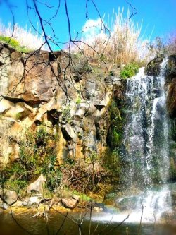 giligordon:  #waterfall #nature #tree #rainbow #beautiful #andrography