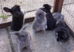 datfuq:  the one in the middle look a like my rabbit so cute