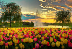 bluepueblo:  Spring Tulips, Chicago Botanic Garden, Glencoe,
