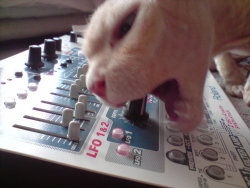 synthcats:  Bast always programs his own sounds… 