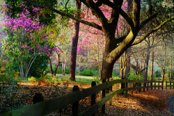 bluepueblo:  Spring, Raleigh, North Carolina photo via breath
