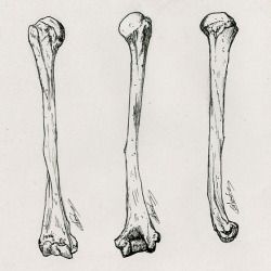 scientificillustration:  Humerus by vectanim on Flickr. 