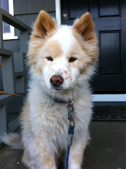 post-apocalyptic-siren:  this. dog. has. freckles. 