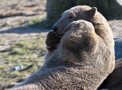 drillbot:  samaralex:  by j.a. kok  gpoy  I cannot handle all of this cute. What a fabulous bear.