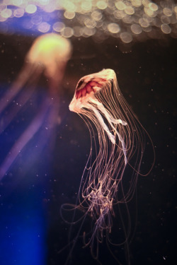 jellyfish